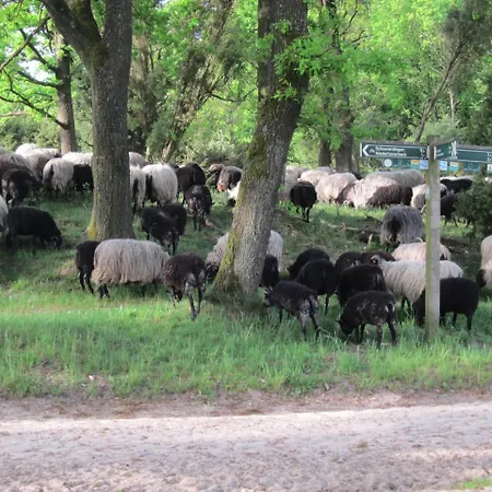 Gæstehus Pension-Haus-Heidetal-Direkt-I-D-Heide-Am-Wilseder-Berg-Im-Naturschutzgebiet