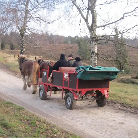 Pension-Haus-Heidetal-Direkt-I-D-Heide-Am-Wilseder-Berg-Im-Naturschutzgebiet Gæstehus