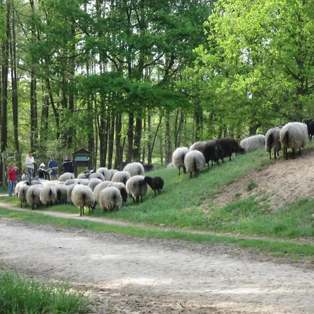Pension-Haus-Heidetal-Direkt-I-D-Heide-Am-Wilseder-Berg-Im-Naturschutzgebiet *